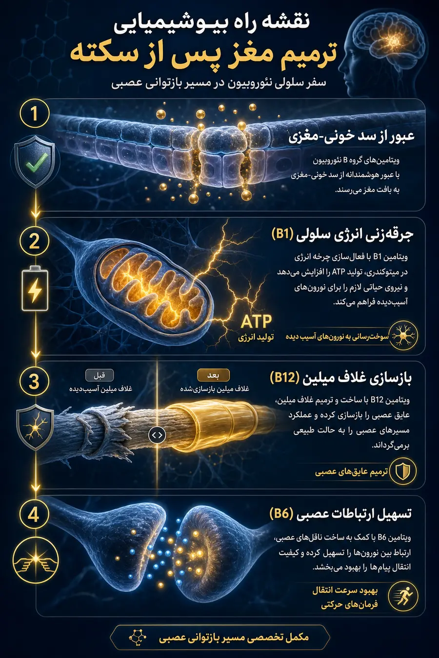 اینفوگرافی نوروبیون چگونه بر سکته مغزی تاثیر دارد؟